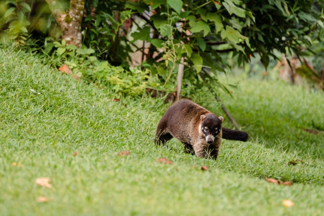 Photo of Others in La Fortuna