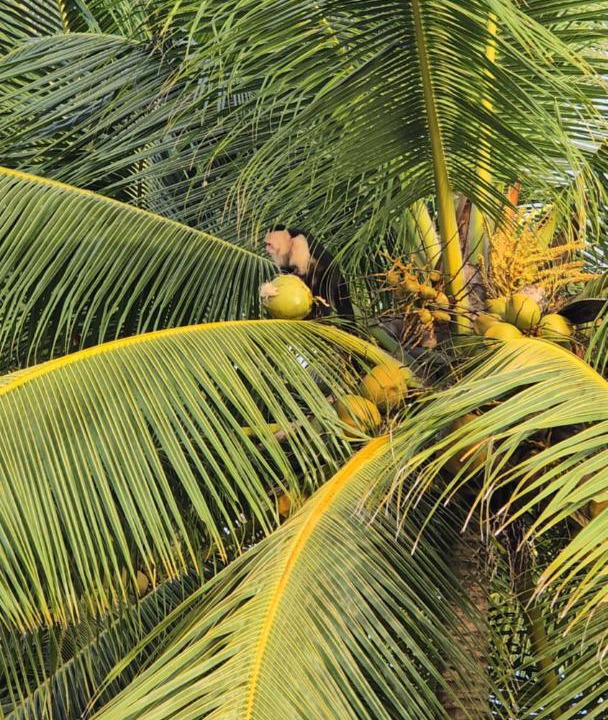 Photo of Others in Drake Bay