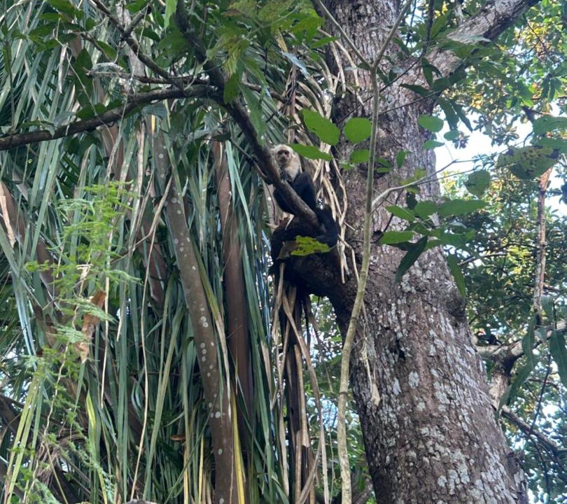 Photo of Others in Paquera