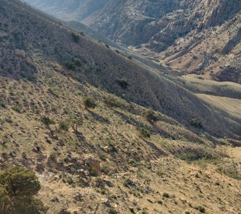 Photo of Others in Dana