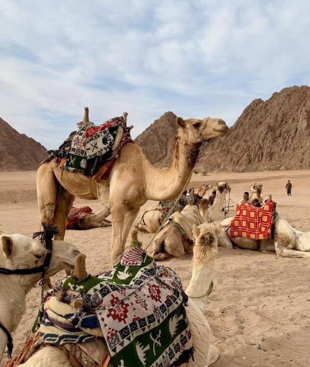 Photo of Others in Wadi Rum