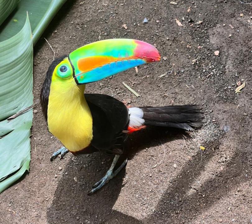 Photo of Others in Cahuita