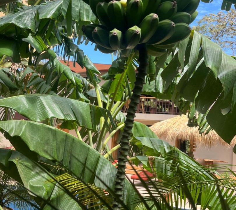 Photo of Others in Tamarindo
