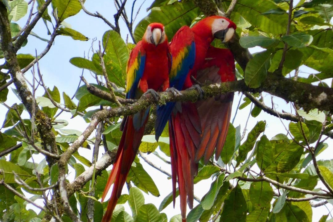 Photo of Others in Sierpe