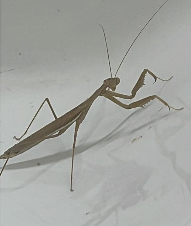 Photo of Others in Al Wathba