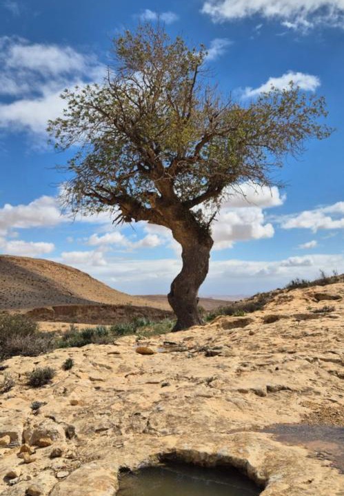 Photo of Others in Yeruham