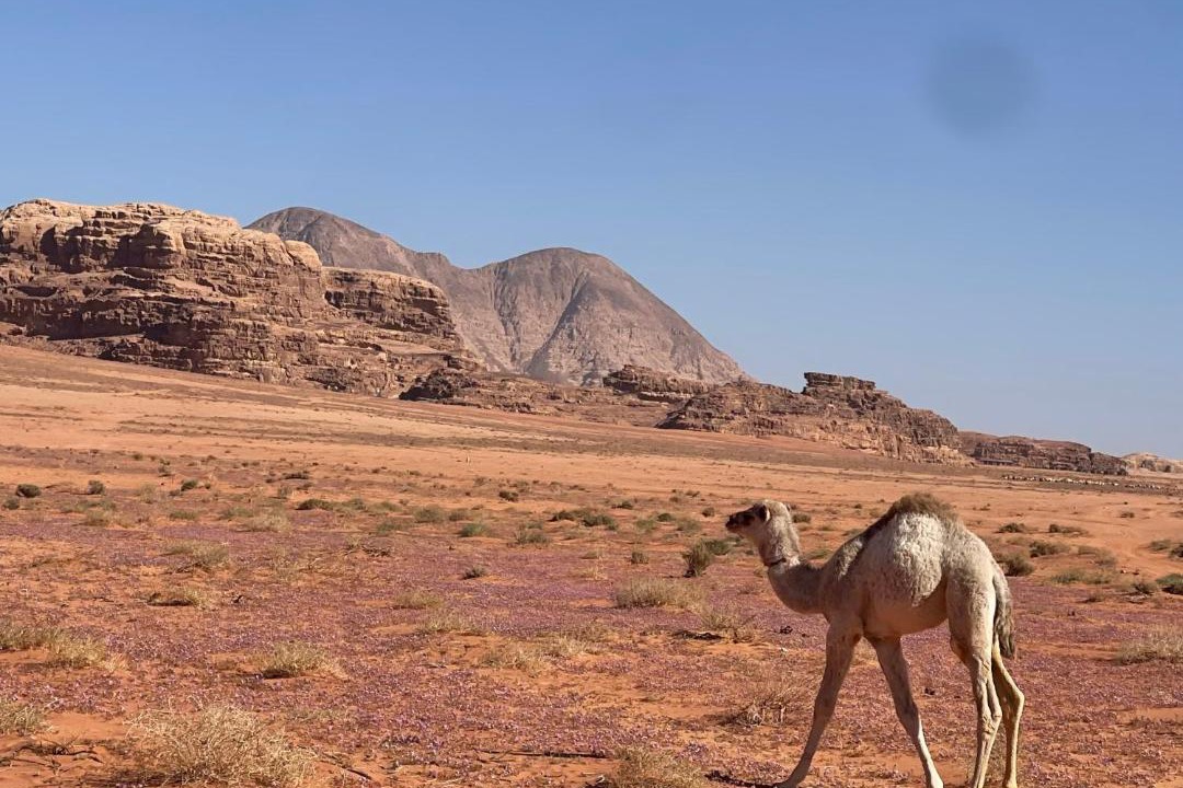 Photo of Others in Wadi Rum