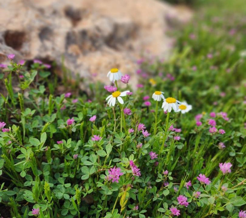 Photo of Outdoor in Ajloun