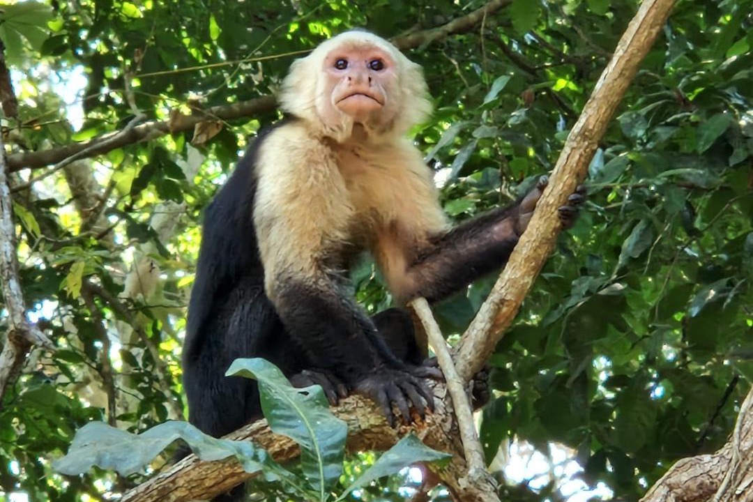 Photo of Others in Paquera