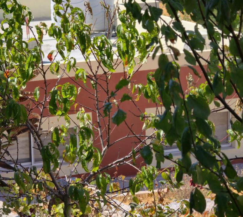 Photo of Others in Ajloun Governorate