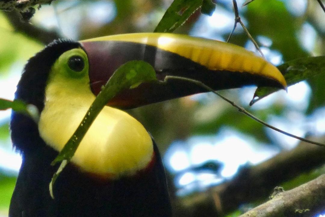 Photo of Others in Sierpe