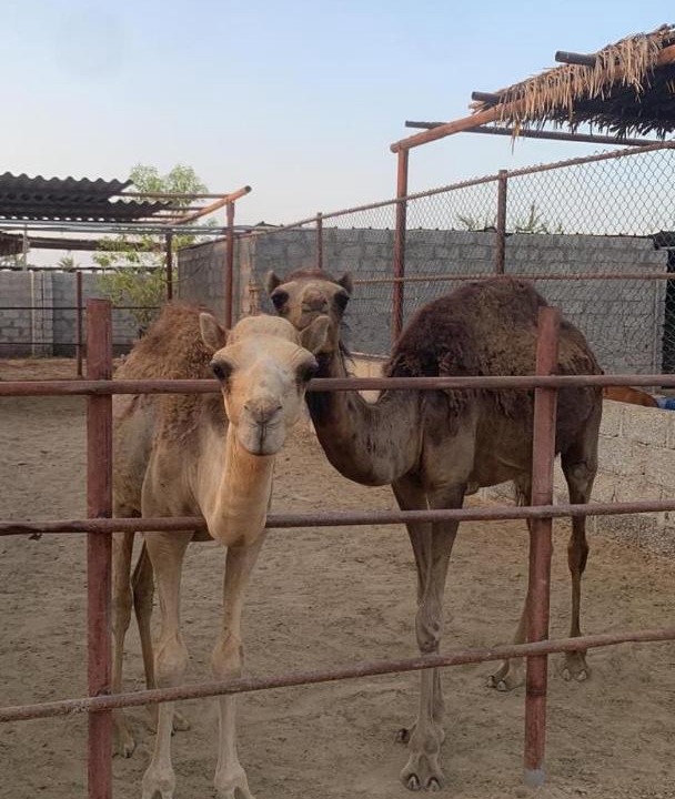 Photo of Others in Musannah