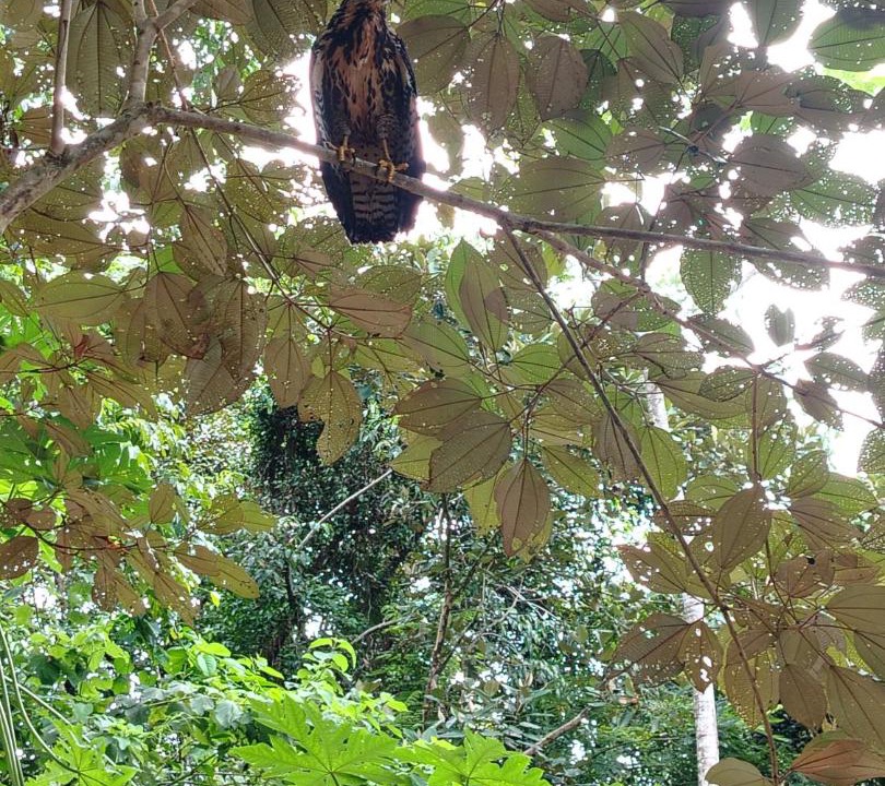 Photo of Others in Puerto Jimenez