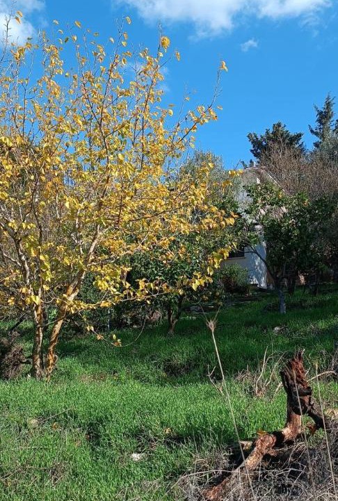 Photo of Others in Kfar Hoshen