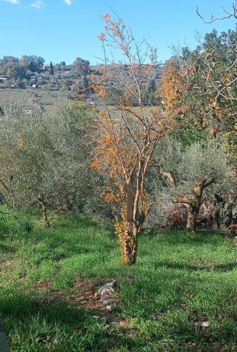 Photo of Others in Kfar Hoshen
