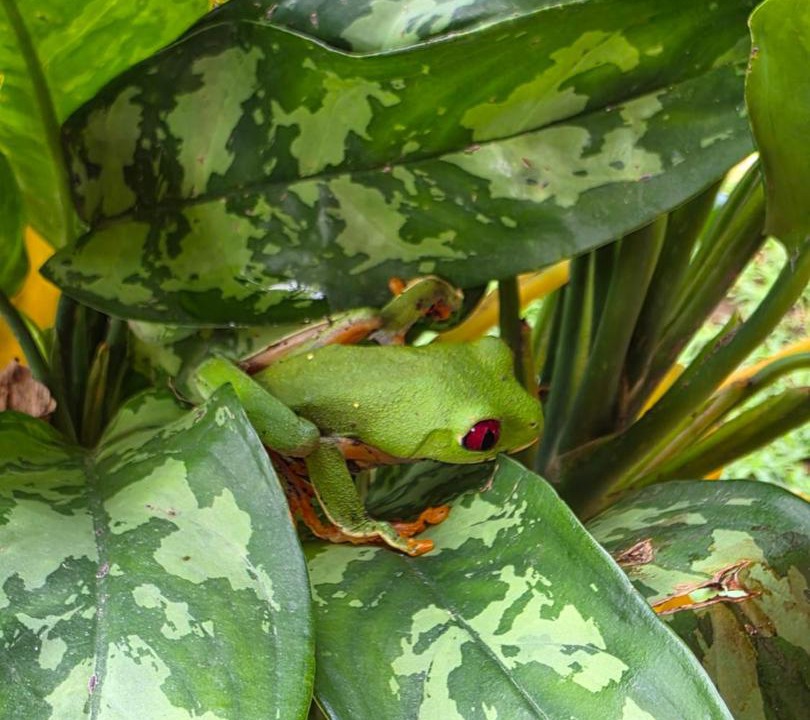 Photo of Others in Puerto Viejo de Talamanca