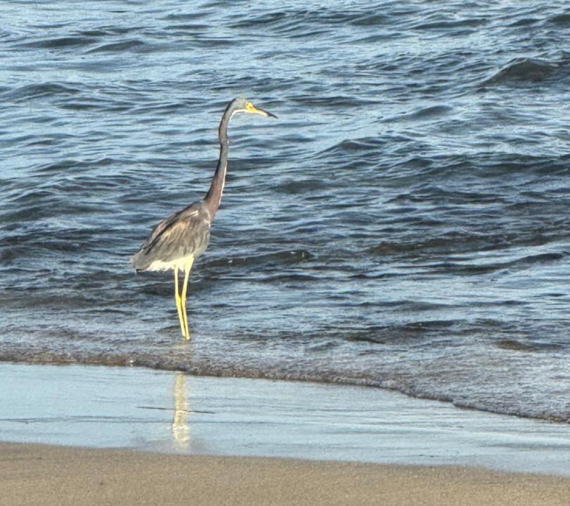 Photo of Others in Puerto Viejo de Talamanca