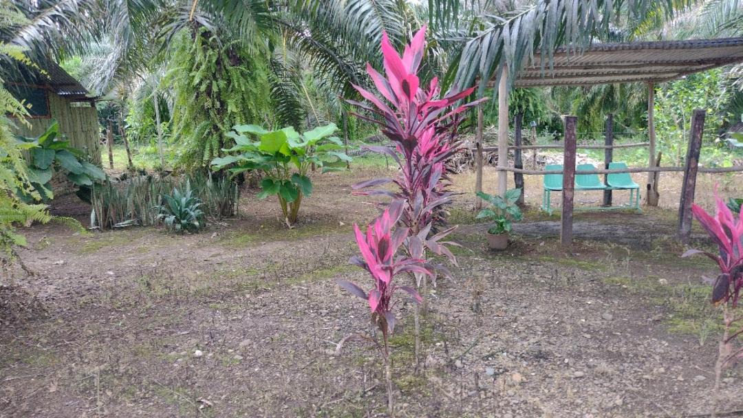Photo of Outdoor in Puerto Jimenez
