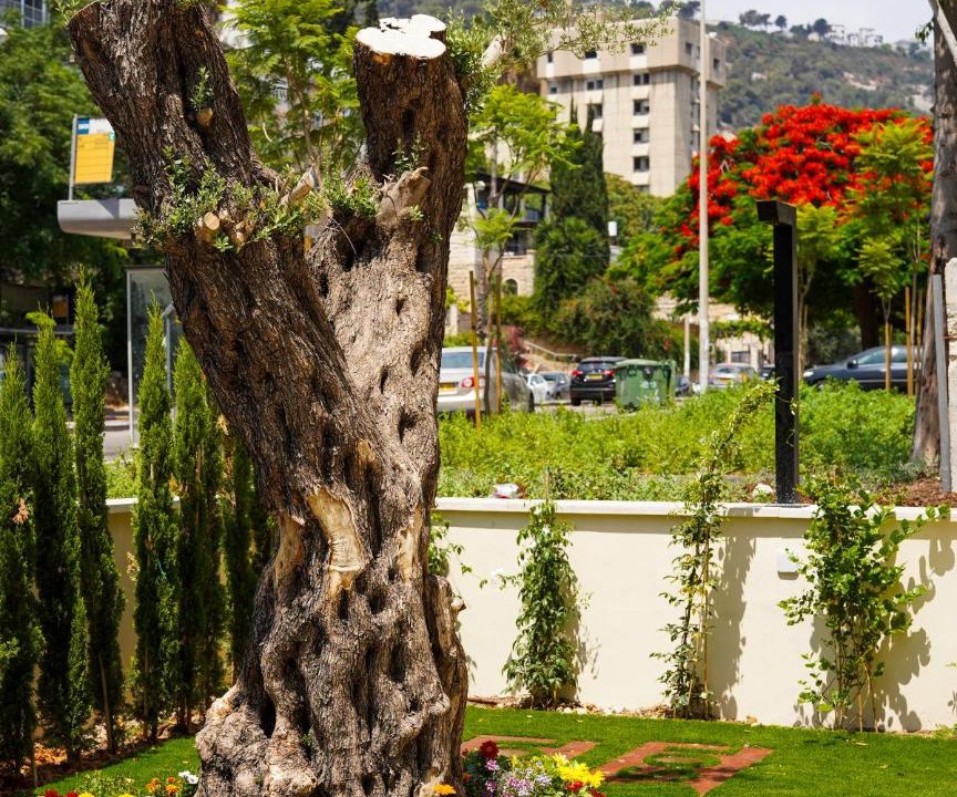 Photo of Others in Haifa