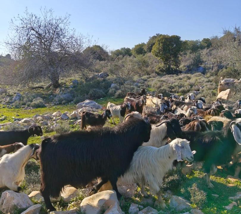 Photo of Others in Kfar Vradim