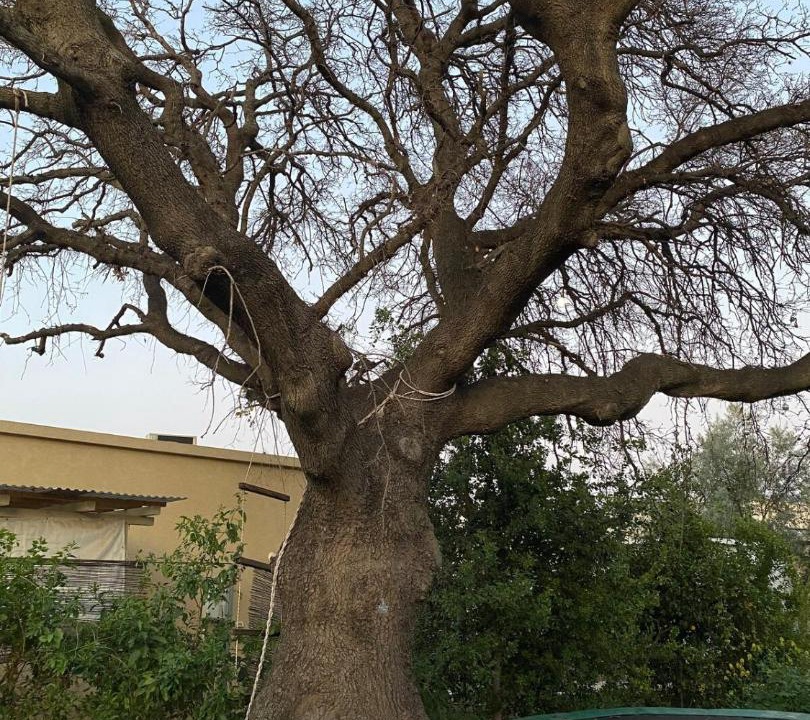 Photo of Outdoor in Snir
