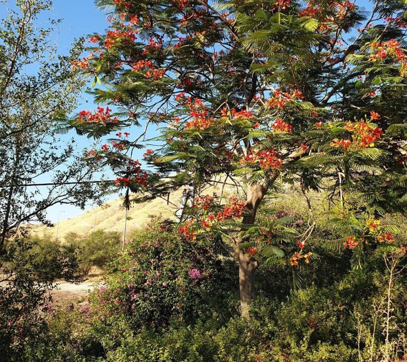 Photo of Outdoor in Tiberias