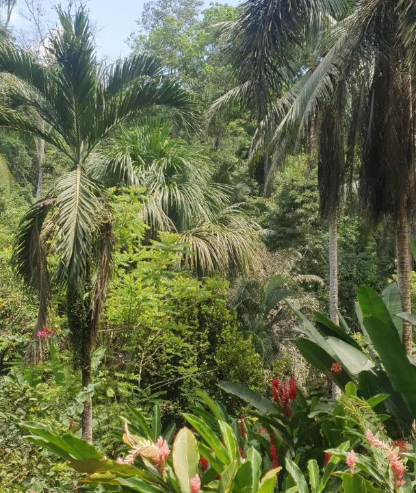 Photo of Others in Cahuita