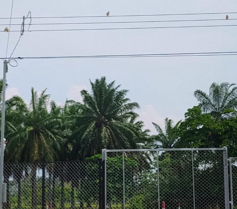 Photo of Others in Parrita