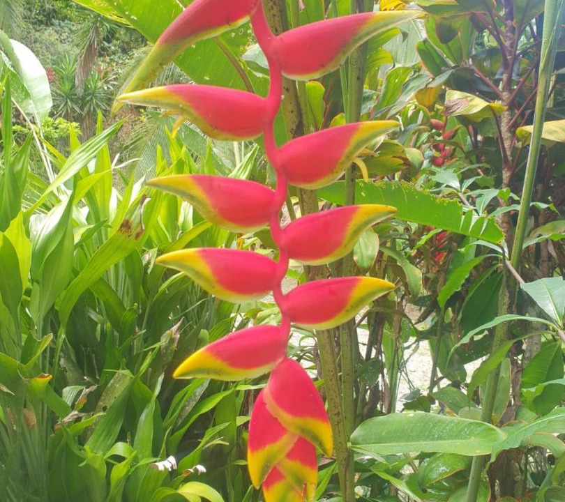 Photo of Others in Cahuita