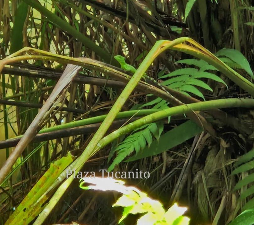 Photo of Others in Cahuita