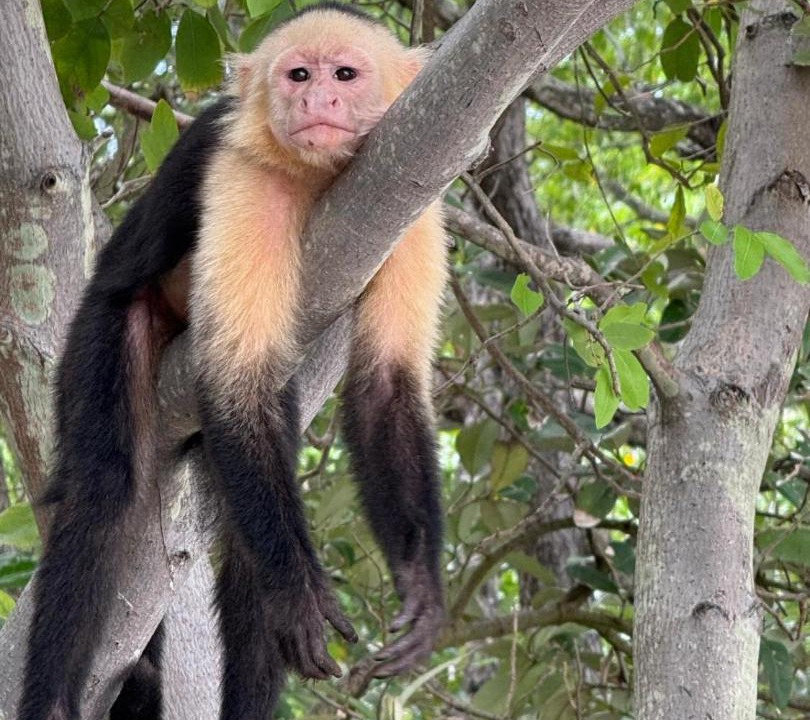 Photo of Others in Papagayo Peninsula
