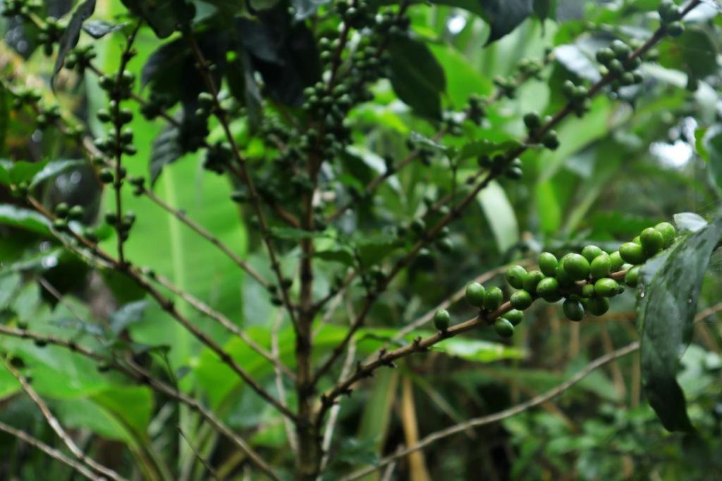 Photo of Others in Monteverde