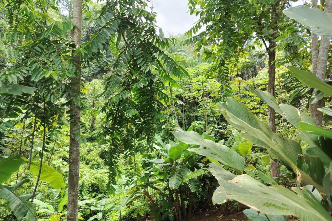 Photo of Others in Puerto Jimenez
