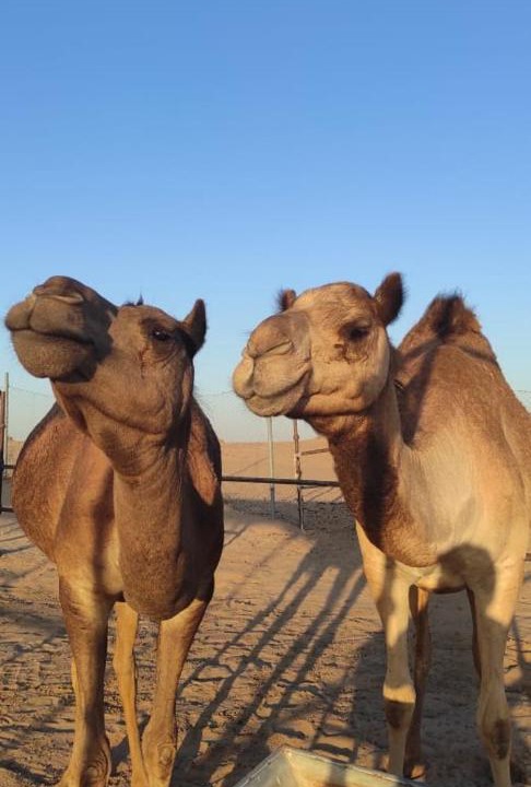 Photo of Others in Murqquab