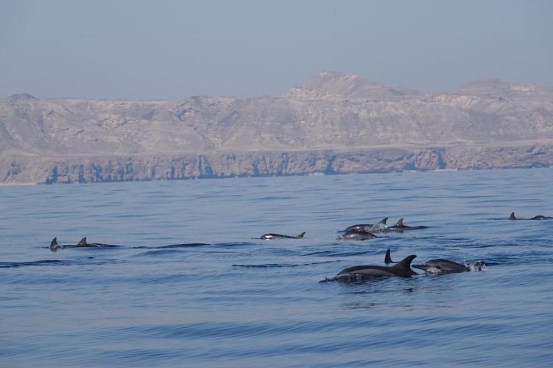 Photo of Others in Al Hadd