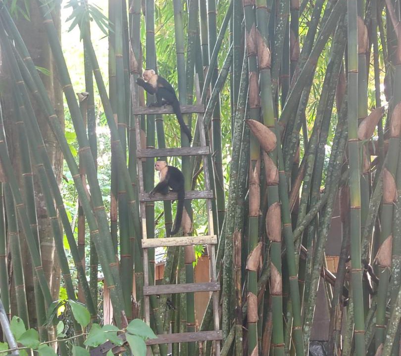 Photo of Others in Puerto Jimenez