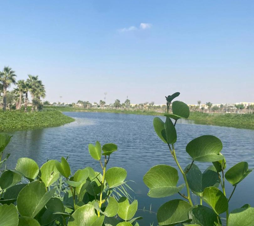 Photo of Others in Dubai