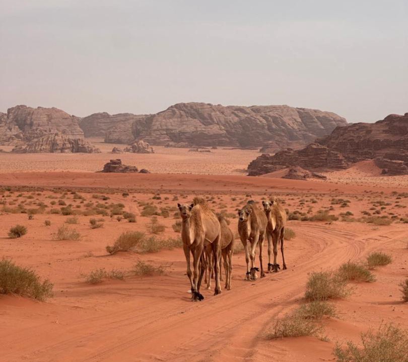 Photo of Others in Wadi Rum