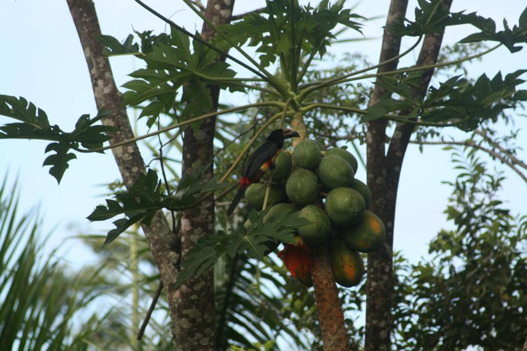 Photo of Others in Montezuma