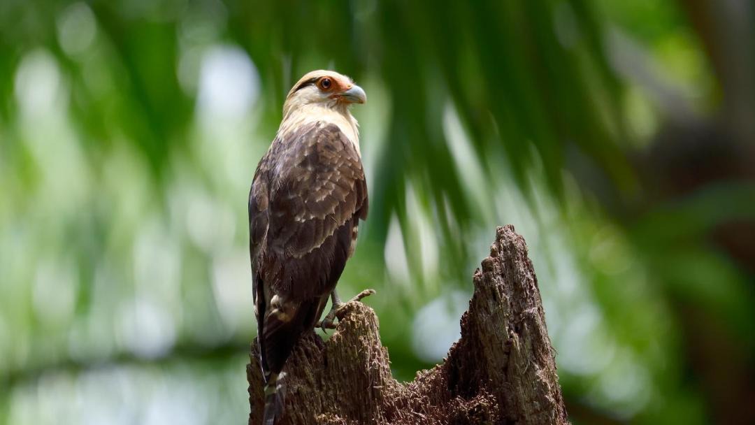 Photo of Others in Puerto Jimenez