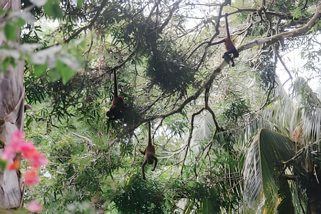 Photo of Others in Cabo Matapalo