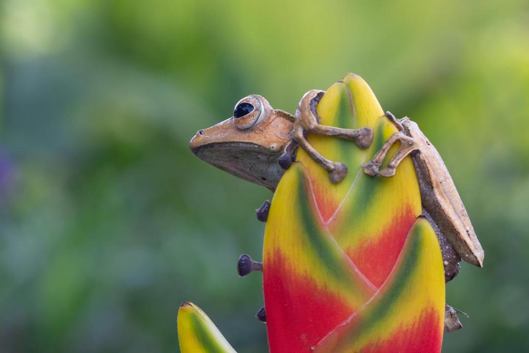Photo of Others in Cahuita