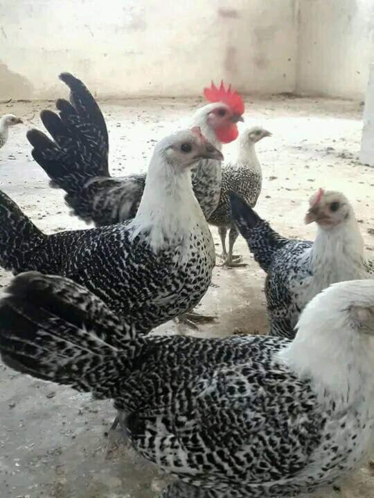 Photo of Others in Wadi Musa