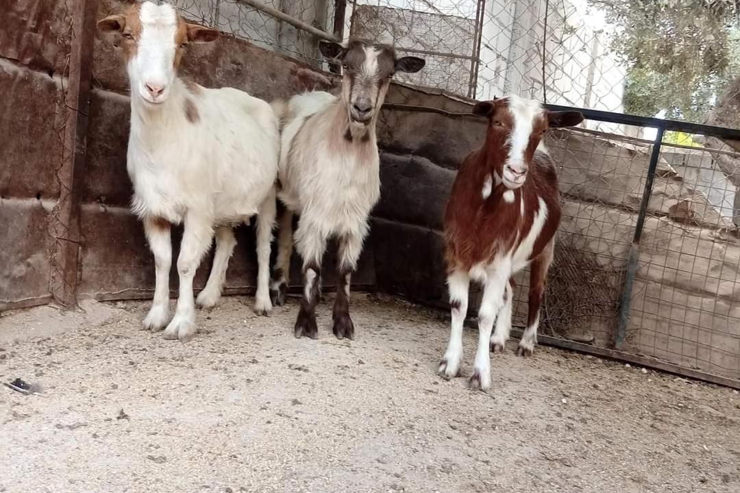 Photo of Others in Wadi Musa