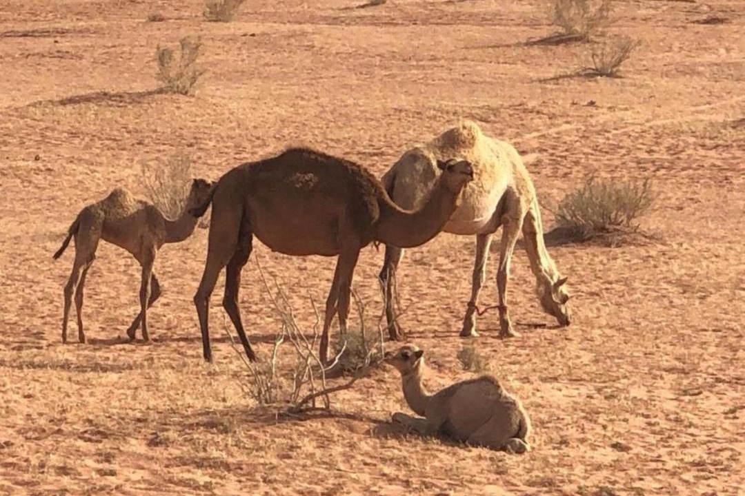 Photo of Others in Wadi Rum