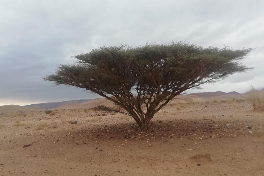 Photo of Others in Wadi Araba Sub-District