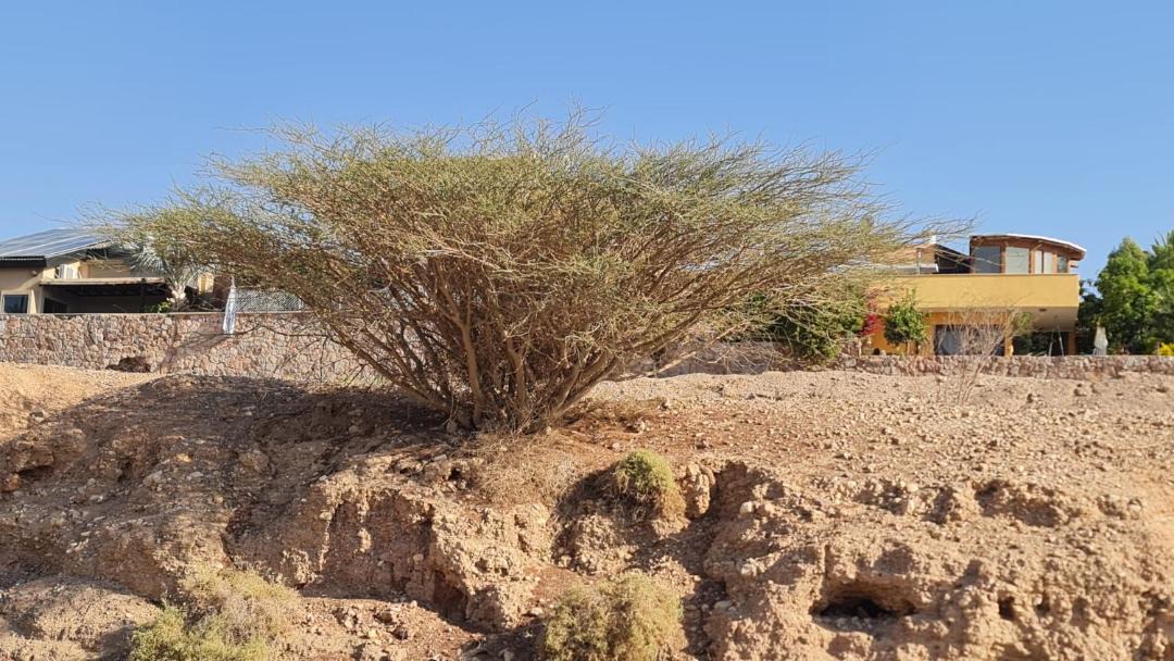 Photo of Others in Eilat