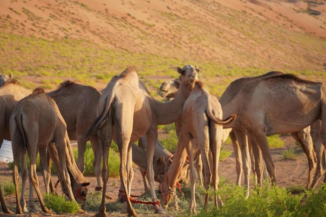 Photo of Others in Al Wasil