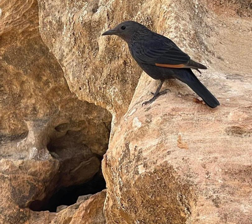 Photo of Others in Dana