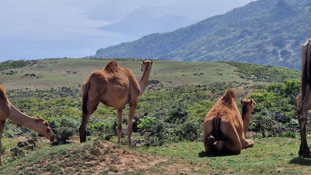 Photo of Others in Salalah